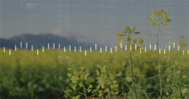 Sarı alan üzerinde beliren beyaz çubuklarda, ekin ölçümlerini gösteren çizgiler var. Tarım sektörü, veri, görselleştirme, düzlükler, analitikler, pastoral, minimalistik