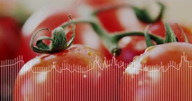 Ses izi, ses tepkisini görselleştirmek için dalga şeklindeki titreşimli domates kümesine neden oluyor. Üretim, tarım, sağlık, tazelik, organik, canlı, doğa