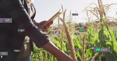 Kadın tableti tıkırdatıyor ve mısır gevreği bitkilerini inceliyor, saplar arasında tarımsal ölçümler yaratıyor. Araştırma, tarım, analitik, yenilik, teknoloji, profesyonellik, açık hava