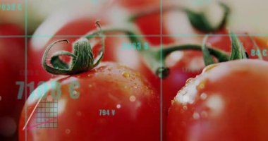 Aktif hale getirildikten sonra domatesler, canlı verileri gösteren çizgiler ve veri tablosuyla örtüşüyor. Tarım, teknoloji, veri, görselleştirme, tazelik, bilimsel, yenilik