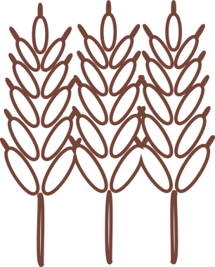 Minimalist vektör illüstrasyonu, şeffaf arkaplanda tahıllı üç tane buğday sapı gösteriyor. Tarım, organik, doğal, tarımsal, kırsal, kırsal, çevre dostu
