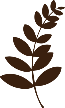 Düz siluet tasarımı kahverengi yaprak dalı saydam arkaplan üzerinde yüzüyor, kopyalama alanı. Minimalist, botanik, organik, doğa, dekorasyon, siluet, vektör