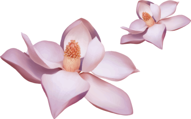 İki düz dizayn, şeffaf arkaplanda yüzen soluk pembe manolya. Detaylı erkek organlarını gösteriyor. Botanik, çiçek, minimalist, zarafet, doğa, narin, sanat