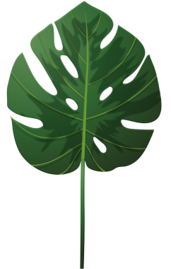 Canavarımsı tropikal yaprak düz dizayn ve şeffaf arka planda sergileniyor. Botanik, yeşillik, doğal, tropikal, yeşillik, dekoratif, canlı