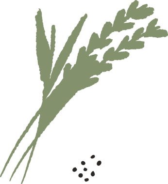 Botanik tahıl sapları ve gevşek tohumlar şeffaf arka planda düz dizayn içinde yüzüyorlar. Flora, tarım, eko, minimalizm, doğa, organik, sürdürülebilirlik