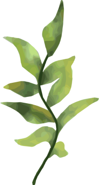 Stil haline getirilmiş yapraklı dal, yeşil renklerin yer aldığı şeffaf arka planda suluboya dokusunu gösteriyor. Botanik, doğa, illüstrasyon, organik, estetik, tasarım, doğal