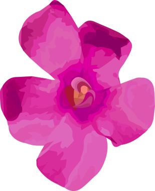 Vektör dizaynında çiçek açan pembe eflatun çiçek beş taç yaprağı gösteriyor, şeffaf arkaplan. Botanik, çiçek, doğa, illüstrasyon, tasarım, dekor, organik