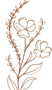 Minimal line art is depicting flowering plant with curved leaves and buds on transparent background. Botanical, floral, illustration, minimalism, nature, organic, line art