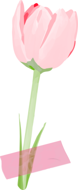 Stilize edilmiş düz çizimler pembe bantla şeffaf arka planda duran pembe laleyi gösteriyor. Çiçek, botanik, minimalist, çiçek tasarımı, dekorasyon, vektör sanatı, doğa