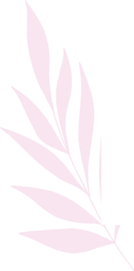 Showing flat botanical branch featuring pink narrow leaves on transparent backdrop, copy space. Flora, botanical, nature, minimalism, silhouette, tropical, organic