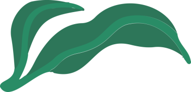 Saydam arkaplan üzerinde yapraklar çağrıştıran düz tasarım yeşil kıvrımları sunar, kopyalama alanı. Soyut, organik, akışkan, modern, doğadan esinlenilmiş, minimalist, vektör