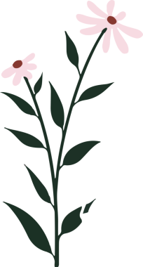 Şeffaf arkaplanda ince saplı ve pembe papatya çiçekleri olan düz vektör yaban çiçekleri gösteriliyor. Botanik, doğa, minimalizm, illüstrasyon, çiçek, yeşillik, tasarım