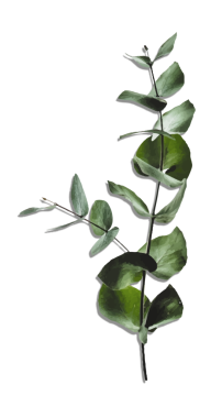 Botanik okaliptüs filizi, şeffaf arkaplan ile suluboya resimde gösteriliyor. Botanik, doğa, illüstrasyon, suluboya, yeşillik, organik, tasarım