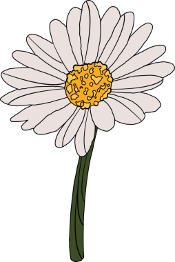 Şekillendirilmiş çiçek çizimi, papatya çiçeğini şeffaf arka planda, siyah çizgili yapraklarda gösteriyor. Botanik, çiçek, el çizimi, organik, doğa, illüstrasyon, tasarım