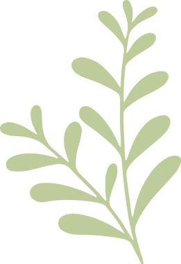 Düzleştirilmiş filiz, birbirine dolanmış, uzun yapraklı, şeffaf arka planda iki dal gösteriyor. Botanik, illüstrasyon, yeşillik, doğa, minimalizm, tasarım, dekor