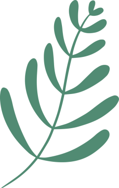 Düz vektör dizaynında şeffaf arkaplanda yeşil yapraklarla botanik dalı gösteriliyor. Doğa, illüstrasyon, minimalizm, yeşillik, organik, botanik sanat, dekorasyon