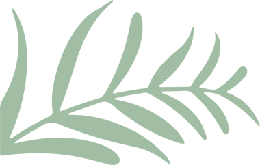 Düz dizaynlı, şeffaf arkaplanda soluk nane yeşili ile stilize edilmiş yaprak dalı gösteriliyor. Botanik, doğa, minimalizm, vektör, illüstrasyon, eko, organik