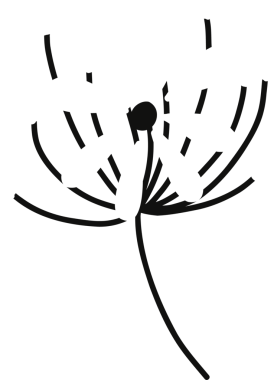 Şekil verilmiş çiçek düz dizayn içinde yayılıyor, siyah disk, beyaz taç yaprakları, tomurcuklar, şeffaf. Minimalist, botanik, soyut, tek renkli, dekoratif, zarif, simetri