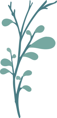 Yeşil tonlarda gözyaşı damlası taşıyan bitki dallarını gösteren minimum vektör, şeffaf arkaplan. Flora, botanik, doğa, organik, yeşillik, dekorasyon, grafik