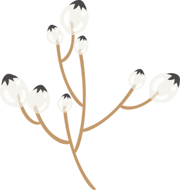 Kahverengi saplı beyaz tomurcuklar taşıyan düz bir dal, şeffaf arkaplan, kopyalama alanı. Botanik, doğa, minimalist, organik, dekoratif, illüstrasyon, tasarım