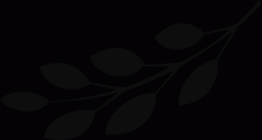 Botanik şube silueti, uzun oval yapraklarla şeffaf arka planda dinleniyor. Minimalist, doğa, organik, botanik, zarif, yeşillik, tasarım