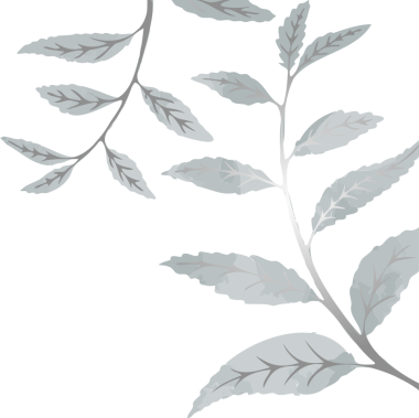 İki botanik dalı düz dizayn edilmiş tırtıklı yapraklar gösteriyor, şeffaf arkaplan, kopyalama alanı. Minimalist, botanik, illüstrasyon, doğa, organik, tasarım, sakinleştirme