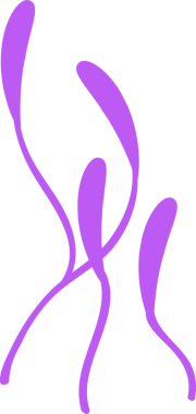 Beş soyut lavanta kurdelesi düz tasarımda şeffaf arkaplan üzerinde eğrilerle yüzüyor. Minimalist, modern, akıcı, organik, sanatsal, dijital, zarif