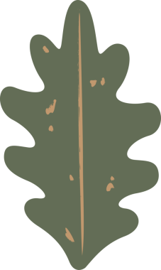 Düz meşe yaprağı sanatı bej damarlı, benekli, şeffaf arkaplan şeklinde şekillendirilmiş. Doğa, botanik, illüstrasyon, organik, işçilik, dekoratif, sağlık