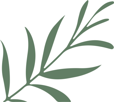 Stilize edilmiş yaprak dalı, şeffaf tuval üzerinde çapraz olarak genişliyor, pürüzsüz sivri yaprakları gösteriyor. Botanik, doğa, organik, minimalist, vektör, illüstrasyon, yeşillik