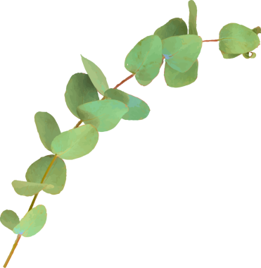 İnce okaliptüs dalı düz dizaynlı, yuvarlak yapraklı, şeffaf arkaplanlı. Botanik, doğa, minimalizm, organik, yeşil, illüstrasyon, dekor