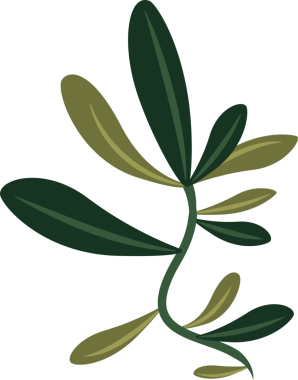 Şekillendirilmiş bitki sarmaşığı düz tasarımda akıyor, uzatılmış yeşil yaprakları ve şeffaf bir arka planı var. Botanik, doğa, organik, minimalist, illüstrasyon, çevre, yeşillik