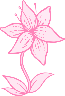 Elle çizilmiş altı yapraklı pembe çiçek şeffaf arka planda süzülüyor, gövde ve yaprakları gösteriyor. Çiçek, botanik, illüstrasyon, doğa, minimalist, zarif, organik