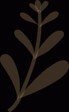 Tarzlanmış bitki dalı, oval yaprak ve tomurcukları gösteren şeffaf bir arka planda görünüyor. Botanik, minimalizm, illüstrasyon, doğa, tasarım, dekor, organik