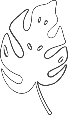 Şekillendirilmiş Canavar yaprağı taslak çizimi şeffaf arka planda yüzüyor, basit bir tekdüze vuruş. Botanik, doğa, yeşillik, minimalizm, illüstrasyon, organik, tropik