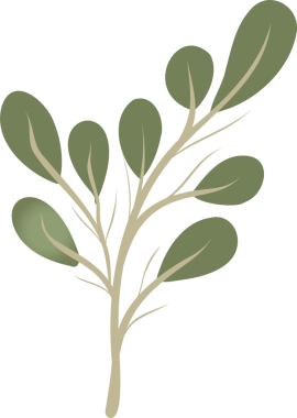 Stilize edilmiş düz tasarım dalı, saydam arkaplanda damarları olan zeytin yeşili yaprakları gösteriyor. Botanik, doğa, minimalizm, düz tasarım, çizim, organik, yeşillik