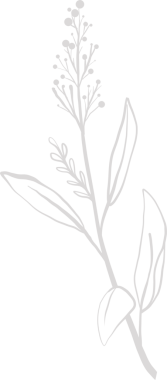 Minimalist çizgiler, uzun yapraklı, yuvarlak tomurcuklu, şeffaf arka planlı bitki dallarını gösteriyor. İllüzyon, doğa, zarafet, organik, tasarım, büyüme, taslak