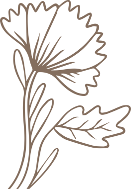 Devamlı çizgi sanatı, fan şeklinde çiçek filizi ve şeffaf arka planda iki yaprak gösteriyor. Minimalist, botanik, zarif, dekoratif, resimleme, doğa, organik