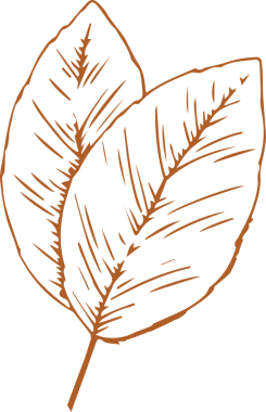 Üst üste binen yapraklar, portakal çizgisi çiziminde kapak damarlarını gösteren şeffaf bir arkaplanda yüzüyor. Minimalist, botanik, çizgi sanatı, doğa, organik, zarafet, illüstrasyon