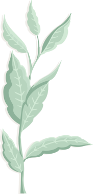 Düz dizayn içinde yüzen stilize dal, şeffaf arkaplanda ince damarlı yapraklar gösteriyor. Botanik, doğa, minimalizm, illüstrasyon, eko, organik, tasarım