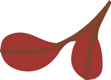 Düz tasarım, şeffaf arkaplanda iki kırmızı tohum taşıyan kahverengi çatallı dalı gösteriyor. Botanik, doğa, illüstrasyon, minimalist, organik, çevre dostu, yeşillik