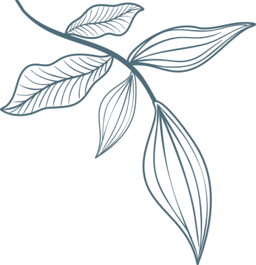 Monokromatik çizgi sanatı, yedi yapraklı ve damarlı dalları gösteriyor, şeffaf arkaplan. Botanik, illüstrasyon, minimalist, doğa, organik, tasarım, botanik motif