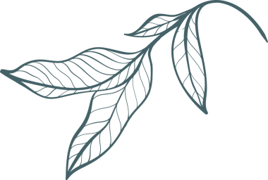 Minimum çizgi sanatı, şeffaf arkaplanda eğri gövde üzerinde beş damarlı yaprak çizgisi gösteriyor. Botanik, doğa, çizgi sanatı, çizim, grafik tasarımı, zarafet, organik