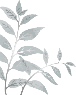 Düz vektör dal tasarımı, şeffaf arkaplan üzerinde damarları olan uzun yapraklar içerir, kopyalama uzayı. Minimalist, botanik, organik, çizgi sanatı, modern, doğal, zarif