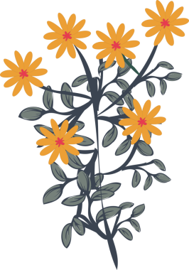 Gri yapraklı, turuncu papatya çiçekli, şeffaf arkaplan saplarını gösteren vektör çizimi. Botanik, bitki, doğa, illüstrasyon, tasarım, dekorasyon, organik