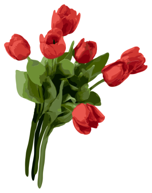 Kırmızı lale buketi saydam arkaplanda yeşil yaprakları gösteren düz bir dizayn içinde yüzüyor. Flora, botanik, doğadan esinlenilmiş, zarif, minimalist, bahar, dekoratif