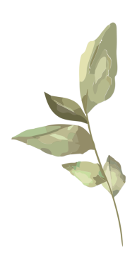 Stilize botanik dalı, suluboya ve pastel yapraklarla şeffaf arkaplanda gösteriliyor. Doğa, minimalizm, botanik sanat, narin, organik, zarafet, illüstrasyon