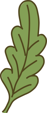 Düz vektör dizaynı ve şeffaf arka planda stilize edilmiş yeşil meşe yaprağı gösteriliyor. Doğa, botanik, eko, illüstrasyon, grafik tasarım, çevre, organik