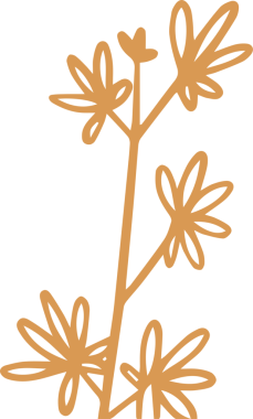 Flat line art is showing stylized botanical motif with orange leaf clusters, transparent background. Illustration, nature, minimalism, graphic design, decor, organic, vector