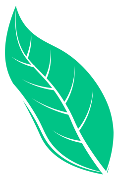 Düz vektör sanatında bir çift yeşil yaprak, şeffaf arka planda beyaz damarlarla çakışıyor. Doğa, sürdürülebilirlik, çevre dostu, botanik, minimalizm, organik, çevrecilik