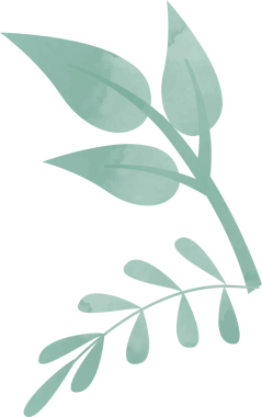 Suluboya dalları, oval yaprakları ve broşürleri gösteren şeffaf bir arkaplan ile yüzüyor. Botanik, illüstrasyon, doğa, organik, yeşil, sanat, minimalizm